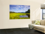 Bass Harbor Marsh in Acadia National Park  Maine  USA
