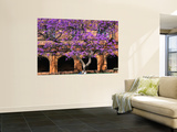 A Large Jacaranda Tree in the Corner of the Main Building Quadrangle at Sydney University