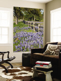Lone Oak Tree Along Fence Line With Spring Bluebonnets  Texas  USA