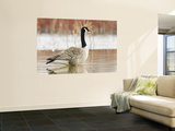 Canada Goose Standing in a Still Marsh
