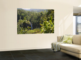 Waterfall and Rainforest