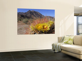 Blooming Barrel Cactus at Anza-Borrego Desert State Park  California  USA