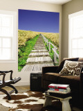 Wooden Walkway Cutting Through Fields of Tall Bamboo Grass