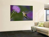 Ruby-Throated Hummingbird in Flight at Thistle Flower