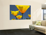 Yellow California Poppies (Eschscholzia Californica)