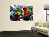 Parrots at Graham Hall Nature Sanctuary