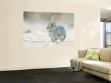 Desert Cottontail Rabbit  Rio Grande Valley  Texas  USA