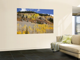 Gunnison National Forest  Colorado  USA