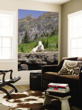 Mountain Goat on Rock  Logan Pass  Glacier National Park  Montana  USA