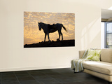Sunrise and Silhouette of Horse and Rider on the Giza Plateau  Cairo  Egypt