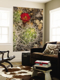 Claret Cup Cactus in Bloom