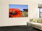 Summer Poppies in Tuscany  Italy