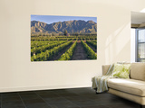 Cabernet Sauvignon Vines in Huailai Rongchen Vineyard  Hebei Province  China