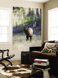 Elk in the Rut and Bugling  Yellowstone National Park  Wyoming  USA