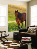 Horse in Pasture Near Pullman  Washington  USA