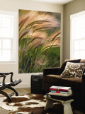 Foxtail Barley Backilt Near East Glacier  Montana  USA
