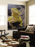 Bearded Dragon