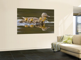 Mallard Duck and Chicks Near Kamloops  British Columbia  Canada