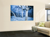 White Trees and Snow at Mount Moiwa Lookout
