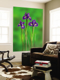 Iris Flowers