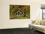 Pacman Frog Or South American Horned Frog