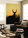 White-Tailed Deer in Grassland  Texas  USA
