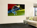 Poison Dart Frog on Red Leaf  Republic of Surinam