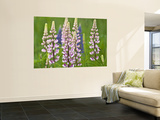 Field of Blooming Lupine Flowers and Bee  Acadia National Park  Maine  USA