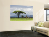 Maasai Giraffe (Giraffa Camelopardalis Tippelskirchi)