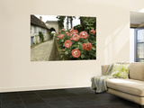 Roses and Archway on Rue Du Chateau in Gerberoy