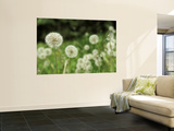 Dandelions  California  USA