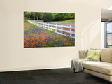 Texas Bluebonnets and Paintbrush Along White Fence Line  Texas  USA