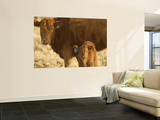 Crossbred Cow With Calf Near Choteau  Montana  USA