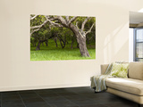 Oak Trees