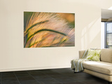 Foxtail Barley Backilt Near East Glacier  Montana  USA