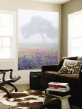 Field of Bluebonnets and Paintbrush on Foggy Morning  Texas  USA