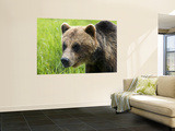 Brown Bear at Alaska Wildlife Conservation Center