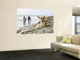 Dog Resting and Surfers Walking Along Beach at Anchor Point