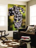 Marechal Foch Grapes at the Vineyard at Jewell Towne Vineyards  South Hampton  New Hampshire  USA