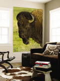 Bison Bull at the National Bison Range  Montana  USA