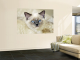 Ragdoll Kitten