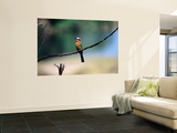 Little Bee Eater Sits on a Branch