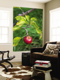 Apple Hanging from Orchard Tree  Huon Valley