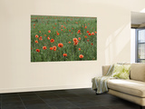 Field of Red Poppies Near Lagow