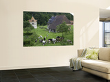 Dairy Herd of Brown and White Cows with Farm Buildings Near Blangy-Le-Chateau  Pays D'Auge
