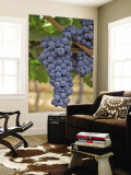 Close Up of Cabernet Sauvignon Grapes  Haras De Pirque Winery  Pirque  Maipo Valley  Chile