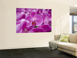 Orchid at Flower Market  Kowloon  Hong Kong  China