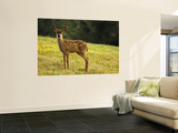 Newborn Fawn