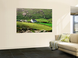 Sheep Grazing Near Farmhouses  Munster  Ireland