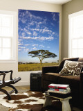 Acacia Trees under Blue Sky with Clouds